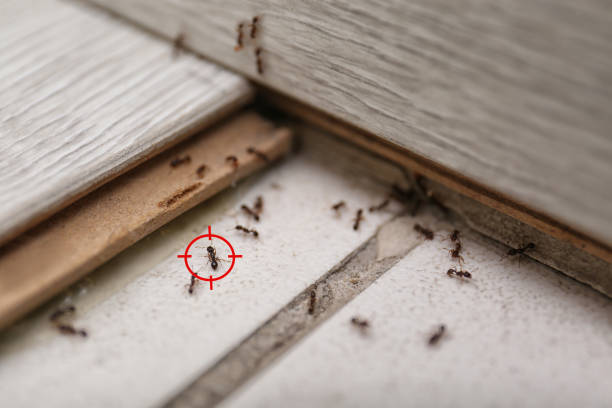 Best Termite Control Services  in Pittsville, MD